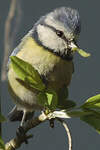 Mésange bleue