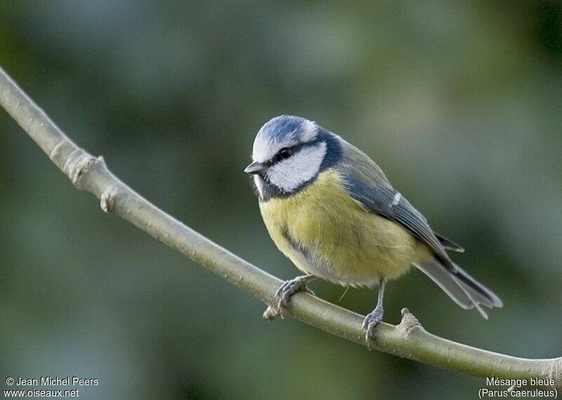 Eurasian Blue Tit