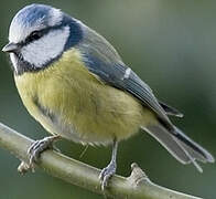 Eurasian Blue Tit