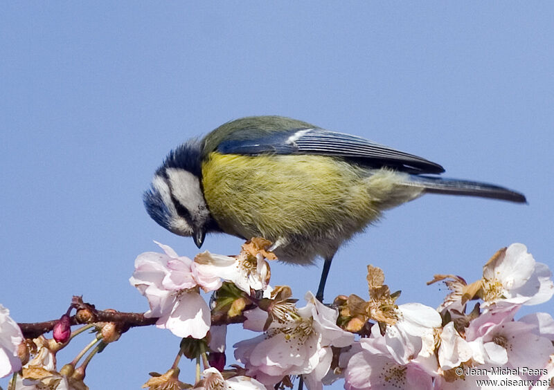 Mésange bleue