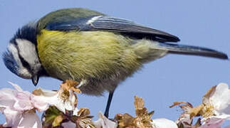 Mésange bleue