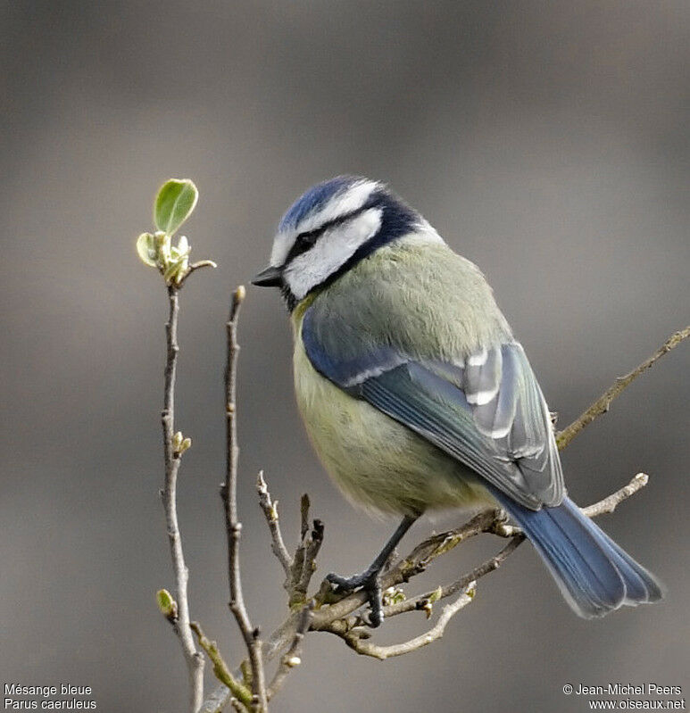 Eurasian Blue Tit