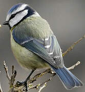 Eurasian Blue Tit