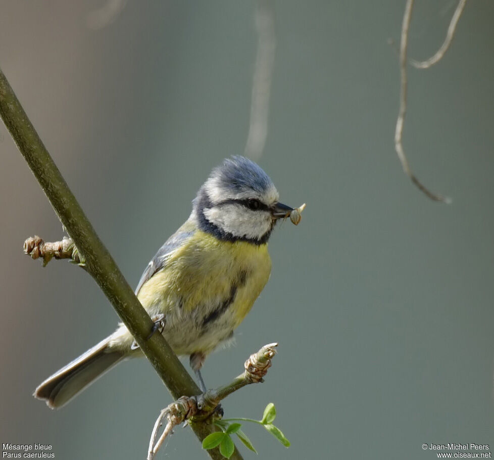 Eurasian Blue Tit