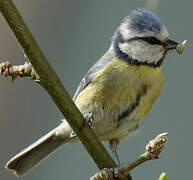 Mésange bleue