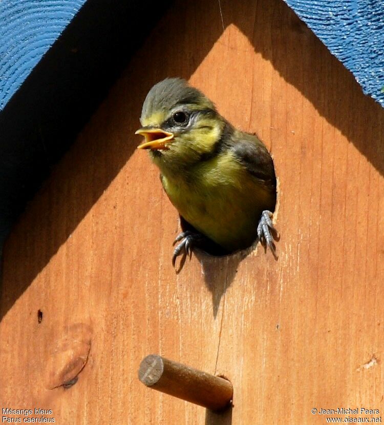 Mésange bleuejuvénile, Nidification