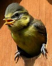 Mésange bleue