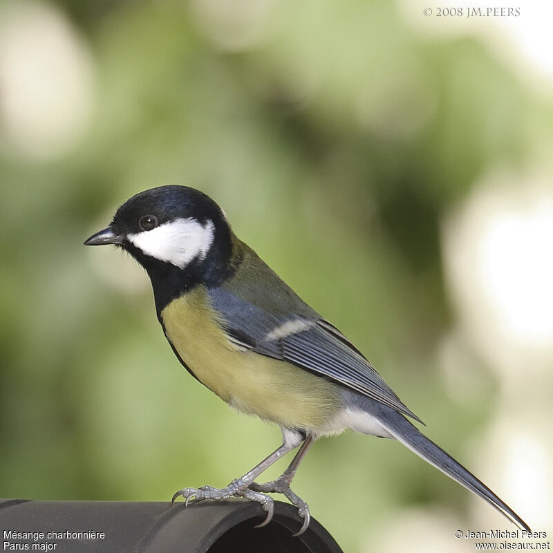 Mésange charbonnière