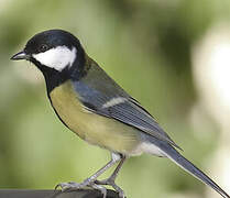 Great Tit