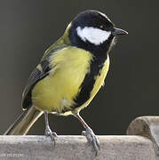 Mésange charbonnière