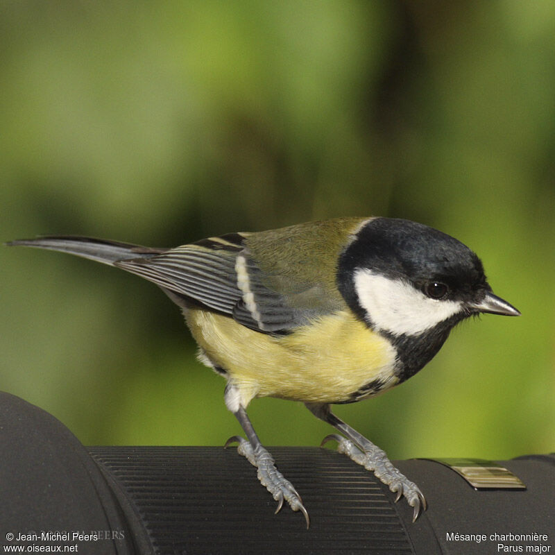 Great Tit