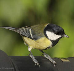 Mésange charbonnière