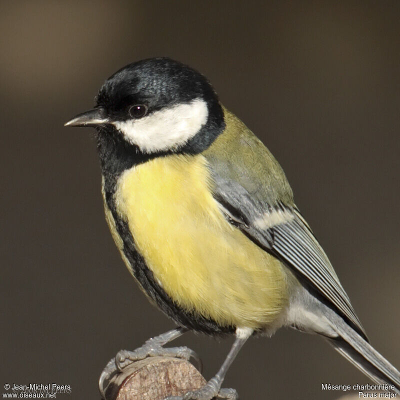 Mésange charbonnière