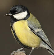 Great Tit