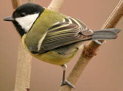 Great Tit