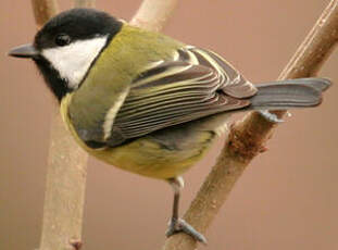 Mésange charbonnière