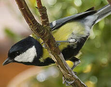 Great Tit