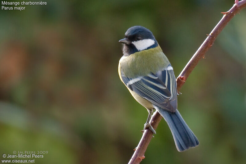 Great Tit