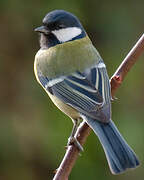 Great Tit