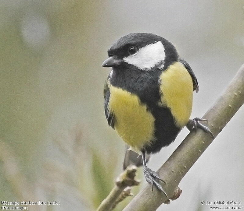 Mésange charbonnière mâle adulte