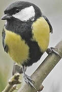 Great Tit