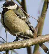 Mésange charbonnière