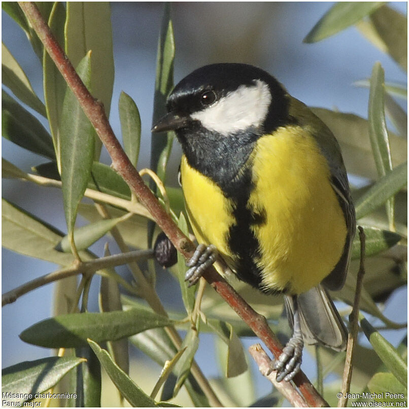 Great Tit