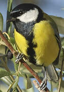 Great Tit