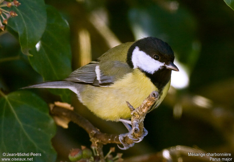 Great Tit