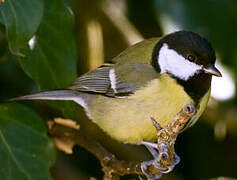 Mésange charbonnière