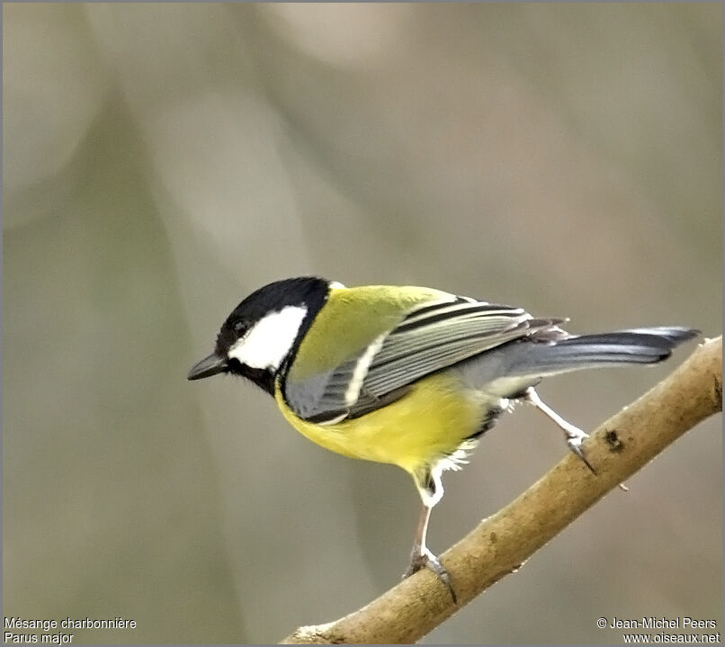 Great Tit