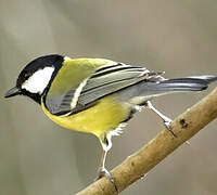 Great Tit