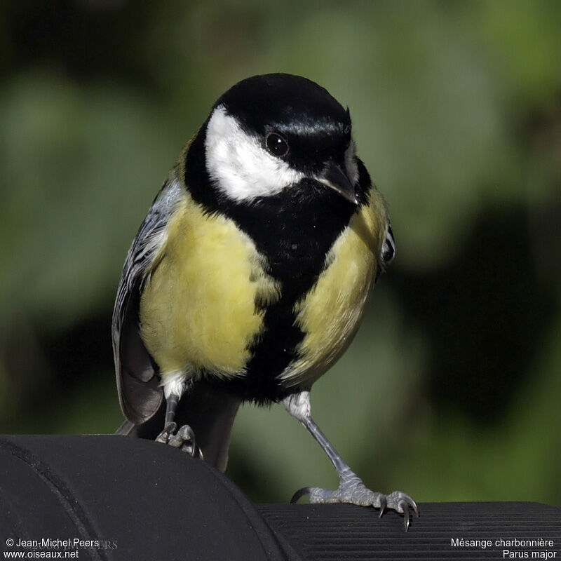 Great Tit male