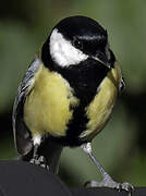 Great Tit