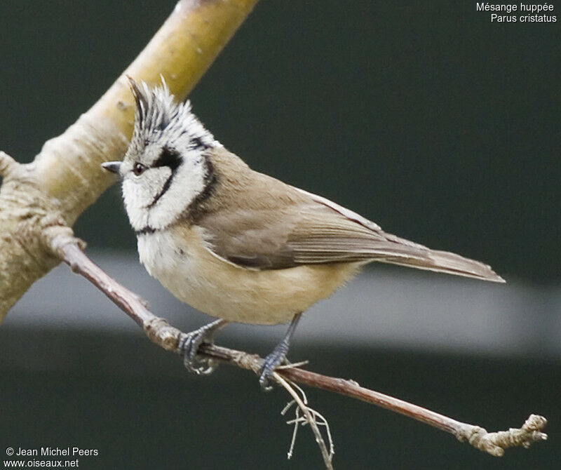 European Crested Tit