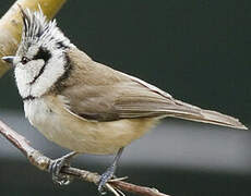 European Crested Tit