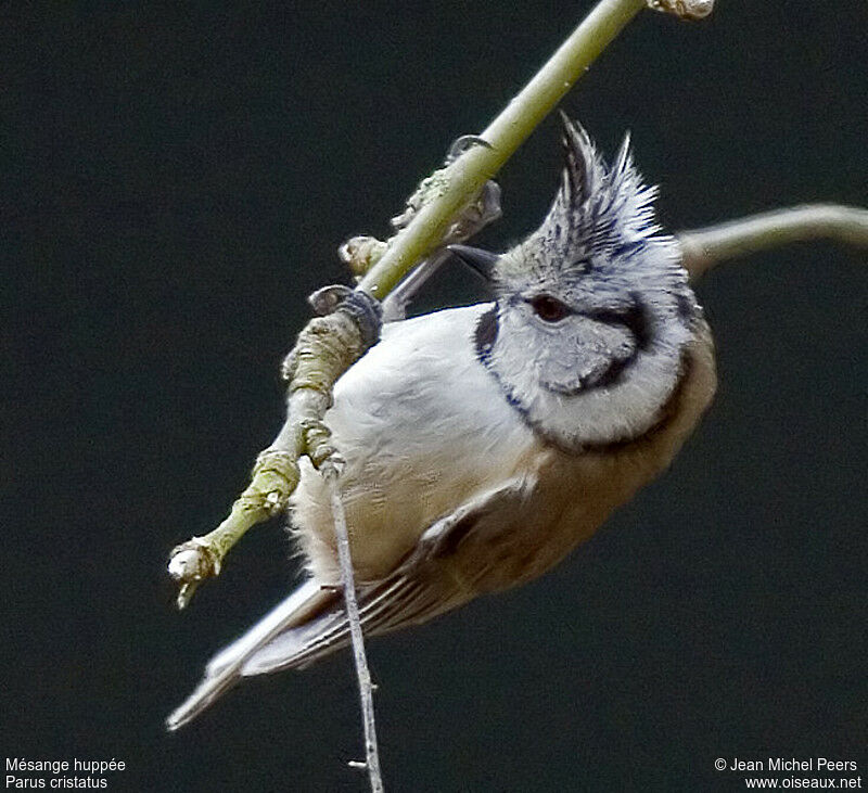 Mésange huppée