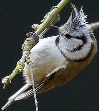 Mésange huppée