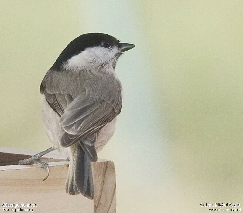 Mésange nonnette