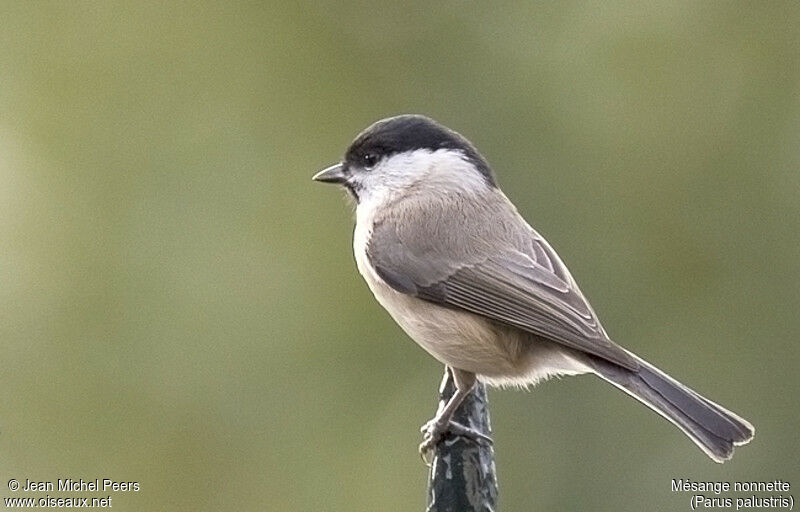 Marsh Tit