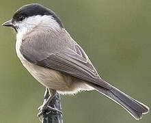 Marsh Tit