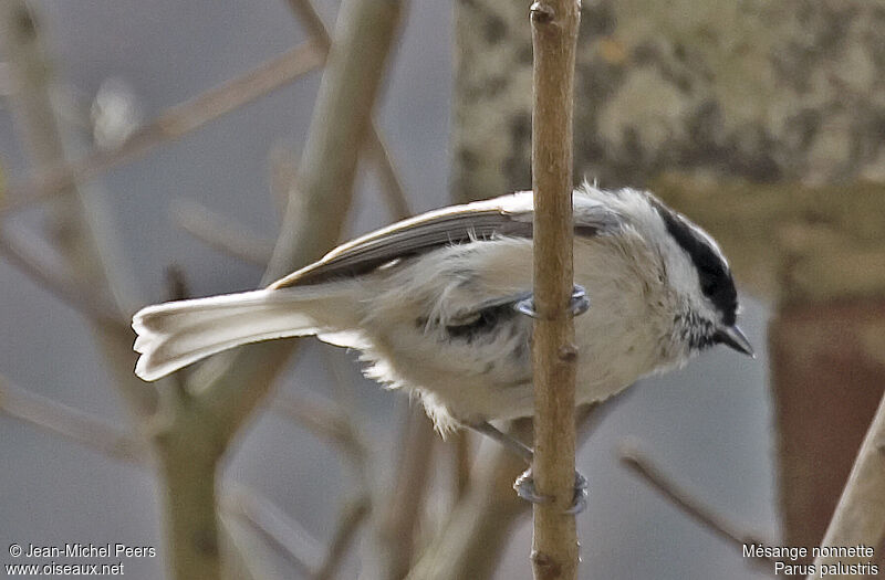 Mésange nonnetteadulte