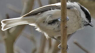 Mésange nonnette