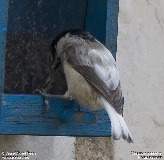 Mésange nonnette