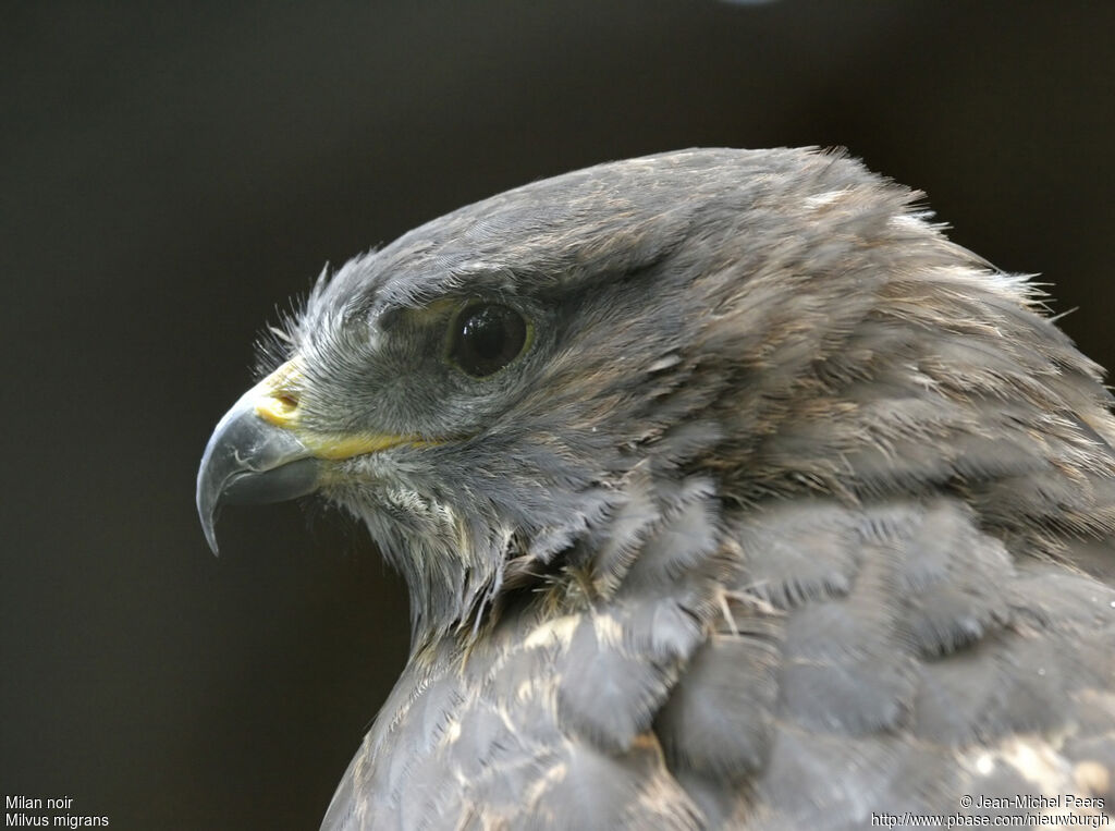 Black Kite