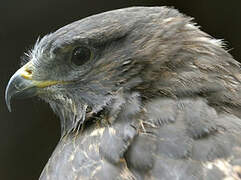 Black Kite