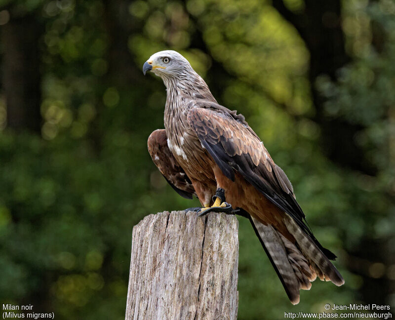 Black Kite