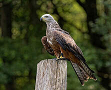 Black Kite