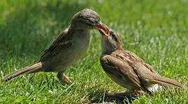 Moineau domestique