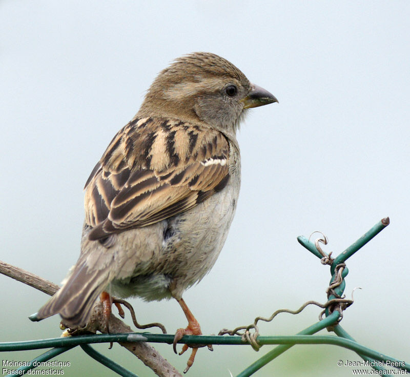 Moineau domestique femelle immature